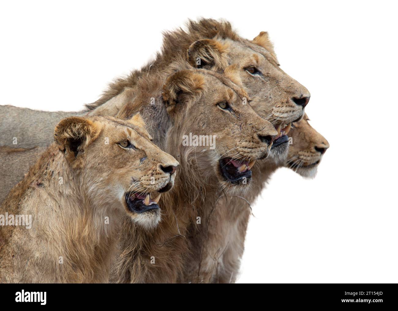 Portrait serré de quatre têtes de lion (Panthera leo) regardant ensemble un animal proie au loin Banque D'Images