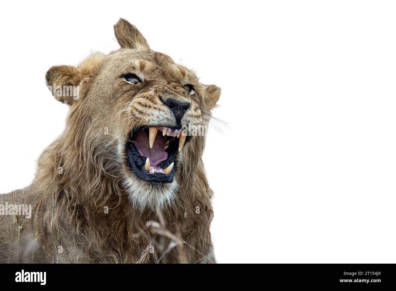 Portrait serré d'un lion (Panthera leo) montrant des dents et des yeux fous au bout d'un bâillement Banque D'Images