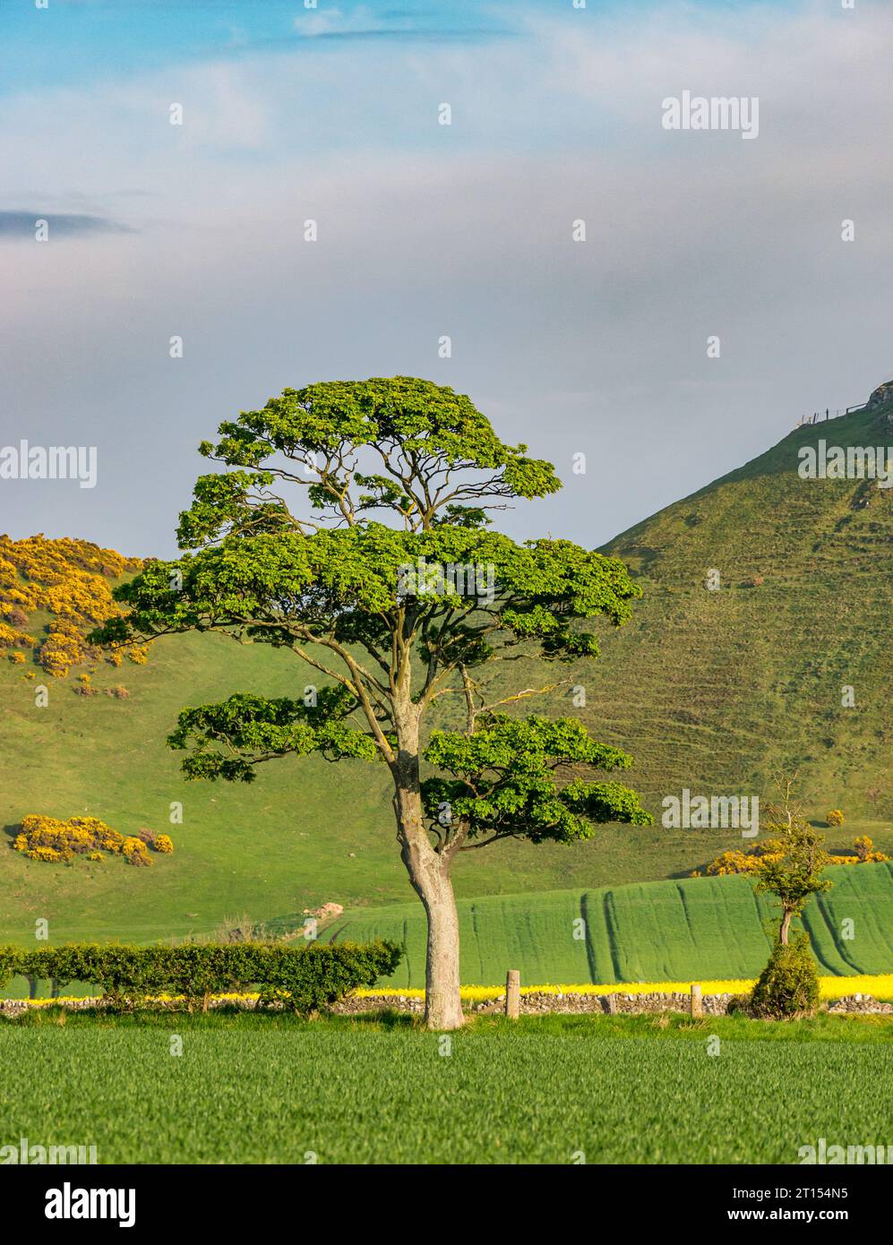 Arbre solitaire en bordure de champ au soleil de printemps, East Lothian, Écosse, Royaume-Uni Banque D'Images