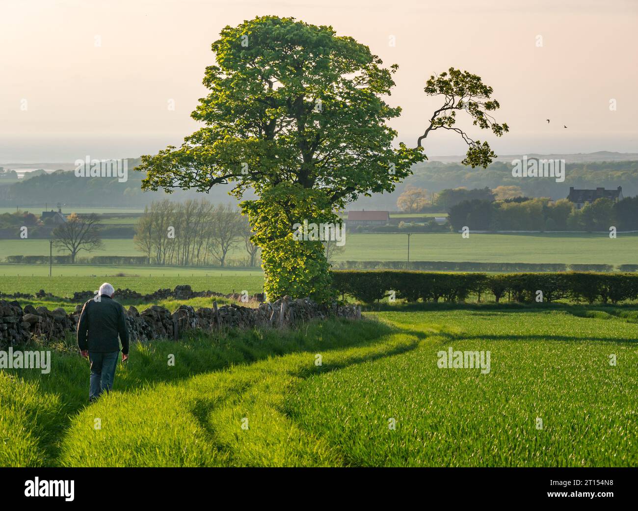 Homme plus âgé marchant le long du bord du champ dans Spring Sunshine, East Lothian, Écosse, Royaume-Uni Banque D'Images