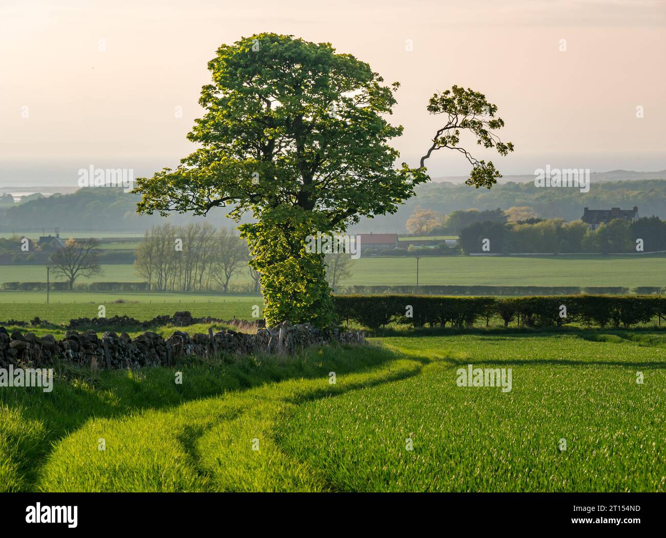 Arbre solitaire en bordure de champ au soleil de printemps, East Lothian, Écosse, Royaume-Uni Banque D'Images