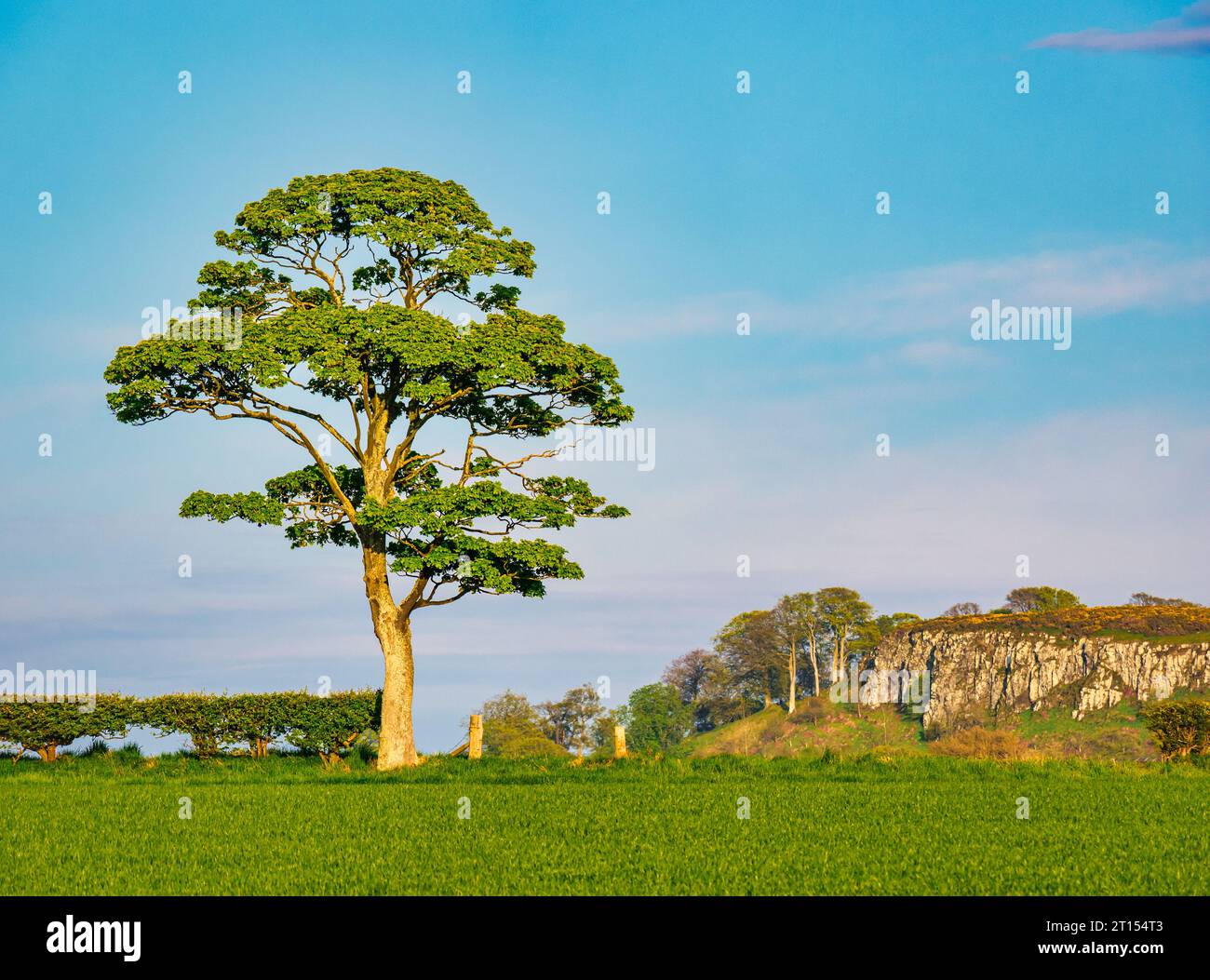 Arbre solitaire en bordure de champ au soleil de printemps, East Lothian, Écosse, Royaume-Uni Banque D'Images