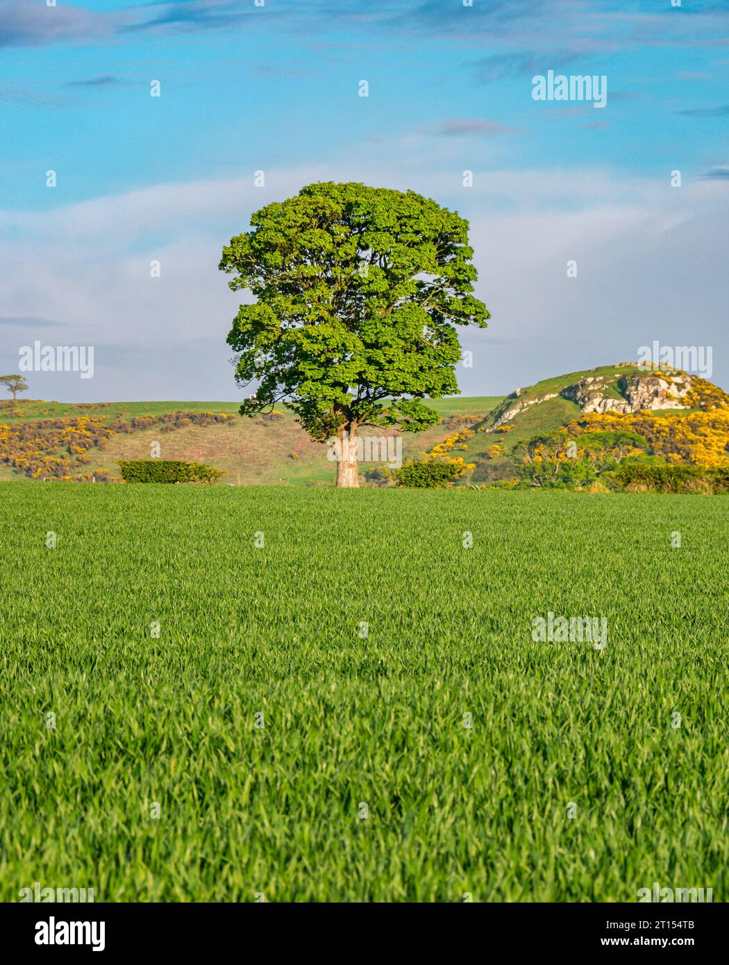 Arbre solitaire en bordure de champ au soleil de printemps, East Lothian, Écosse, Royaume-Uni Banque D'Images