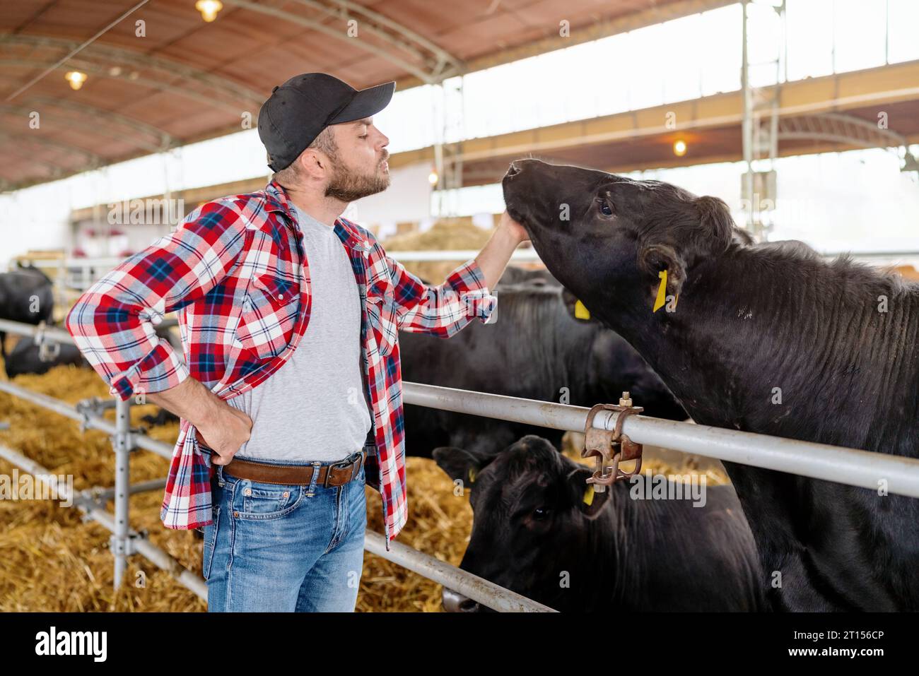 Éleveur américain et vache à la ferme de bétail. Banque D'Images