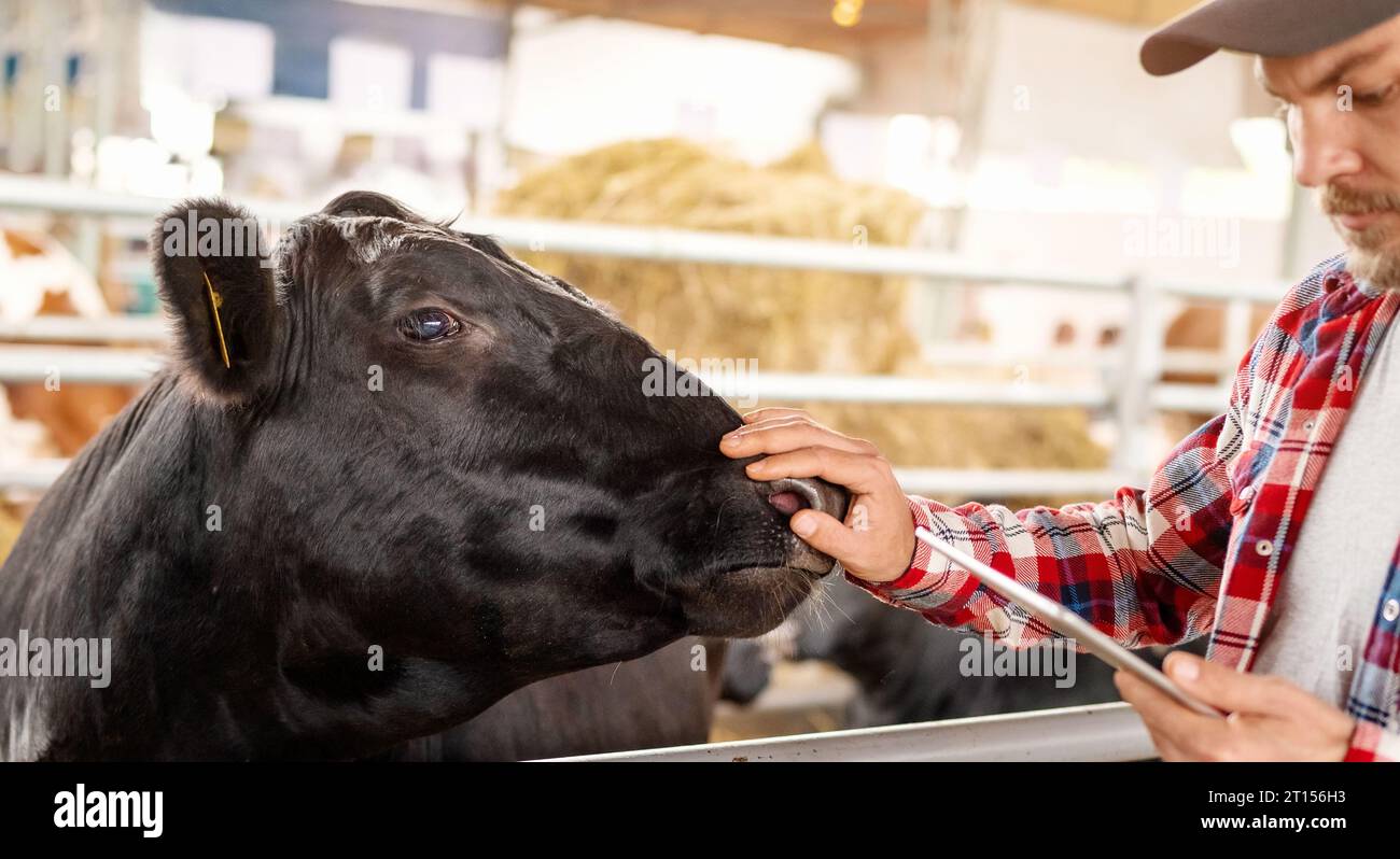Man Rancher fait une inspection visuelle des animaux sur la ferme en utilisant une liste de contrôle dans sa tablette. Banque D'Images