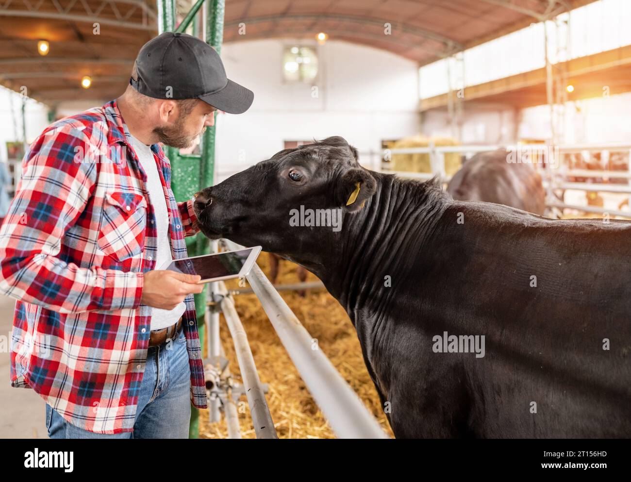 Man Farmer fait une inspection visuelle des animaux sur la ferme d'élevage. Banque D'Images