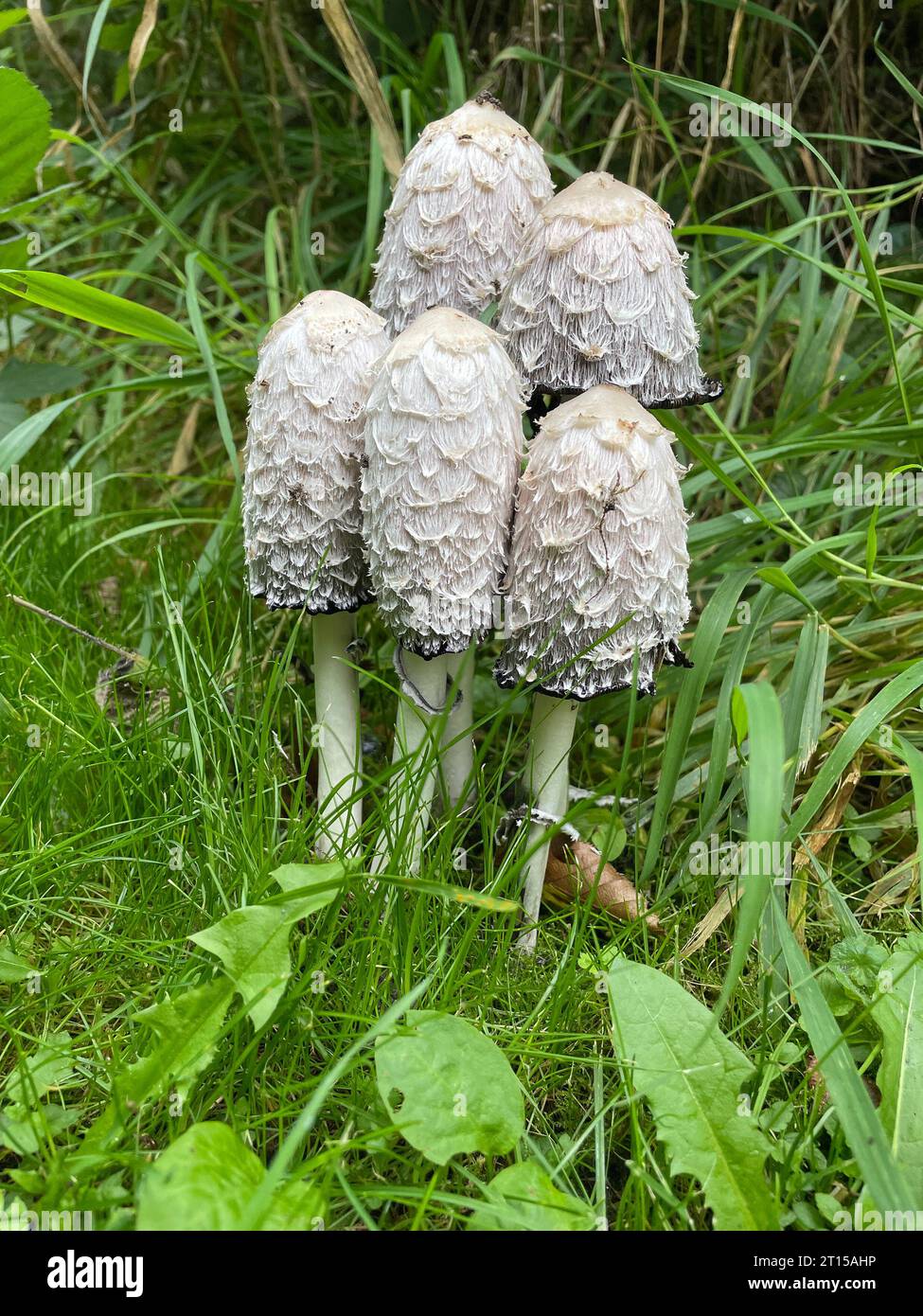 BOUCHON À ENCRE SHAGGY Coprinus comatus photo : Tony Gale Banque D'Images