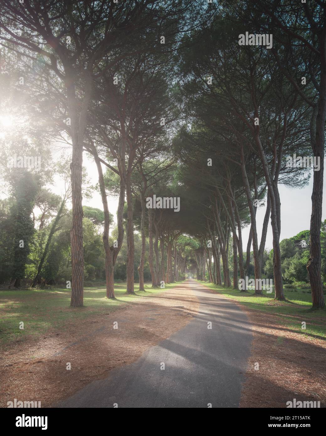 Parc San Rossore et Migliariino, sentier dans une forêt de pins de pierre ou de pinède. Pise, Toscane, Italie, Europe Banque D'Images