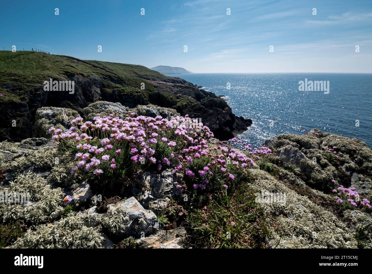 Armeria maritima plante côtière prospère Banque D'Images