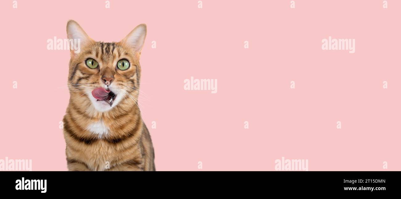 Un chat Bengal lèche ses lèvres en prévision de la nourriture. Chat affamé sur un fond rose. Espace de copie. Banque D'Images