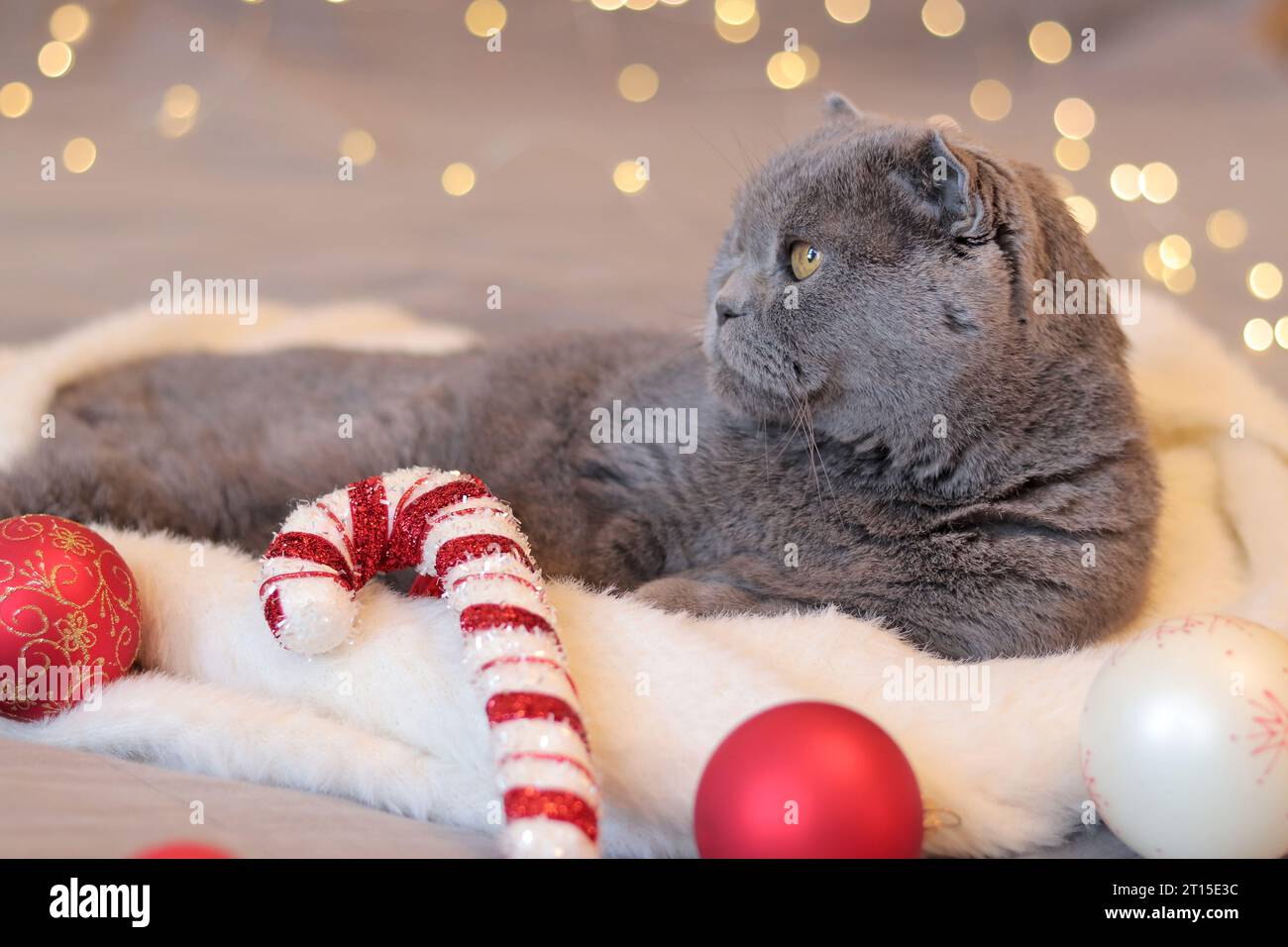 Un chat britannique se couche sur une écharpe blanche sur fond de guirlande lumineuse. Animal de compagnie et nouvel an ou Noël. Chat et décoration de vacances. Beau sho gris Banque D'Images