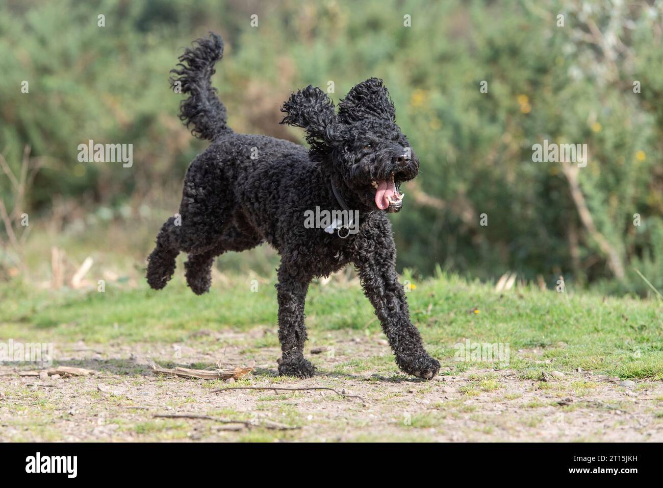 chien noir cockapoo courant dans la campagne Banque D'Images