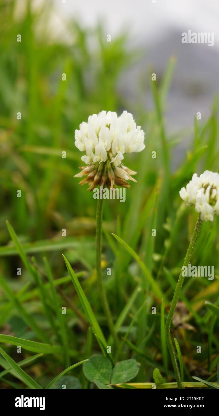 Fleurs de Trifolium repens également connu comme trèfle hollandais blanc, trèfle ladino, trèfle blanc, ladino, trèfle blanc rampant, chèvrefeuille, Bela detelina Banque D'Images