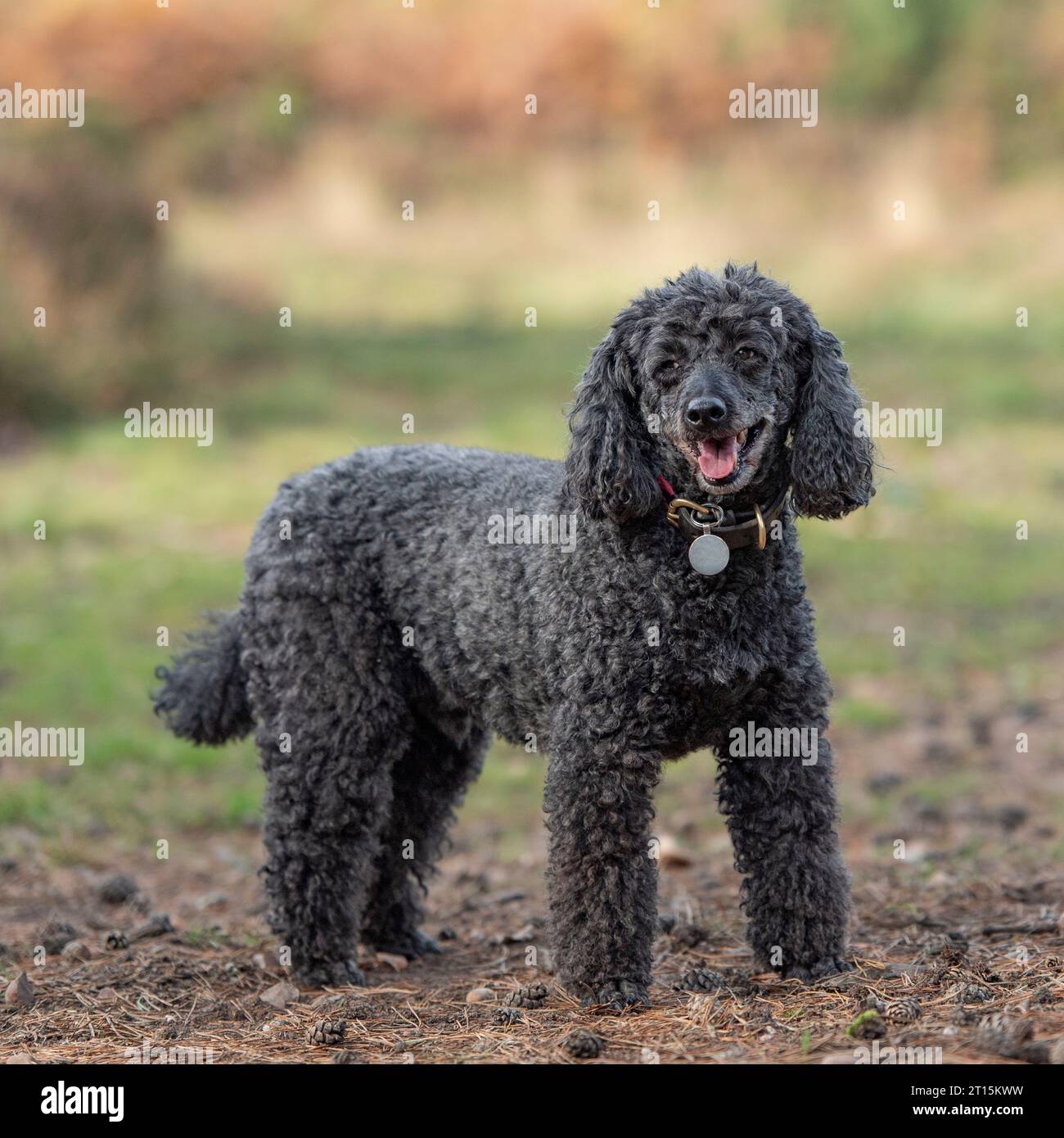 Caniche miniature Banque D'Images
