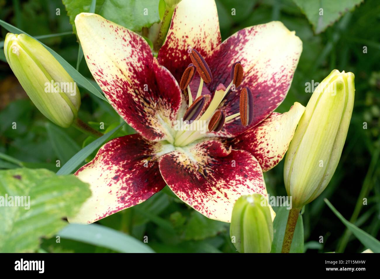 Oriental Hybrid Lily Lilium hybridum dans le jardin ensoleillé en gros plan Banque D'Images