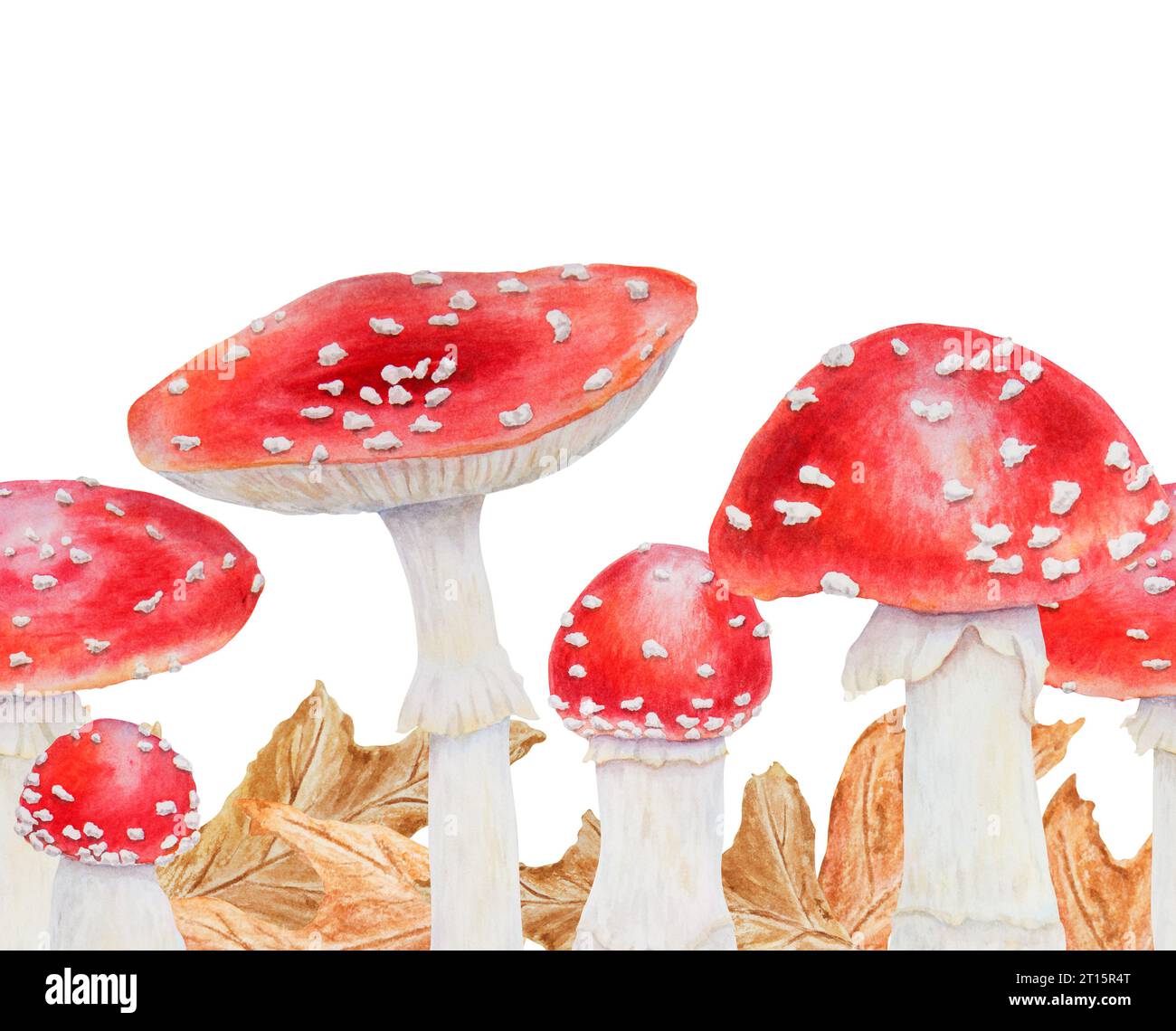Agaric de mouche rouge. Bordure sans couture dessinée à la main à l'aquarelle. Champignon botanique réaliste Amanita muscaria pour produits écologiques, textiles, phytothérapie naturelle Banque D'Images