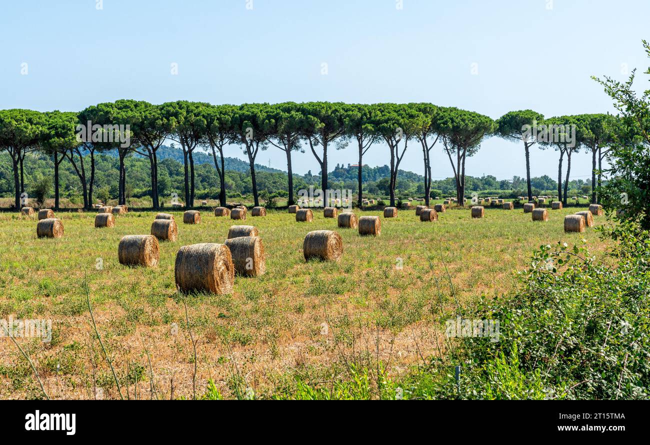 Le beau village de Suvereto sur un après-midi d'été ensoleillé. Province of Livourne, Toscane, Italie. Banque D'Images