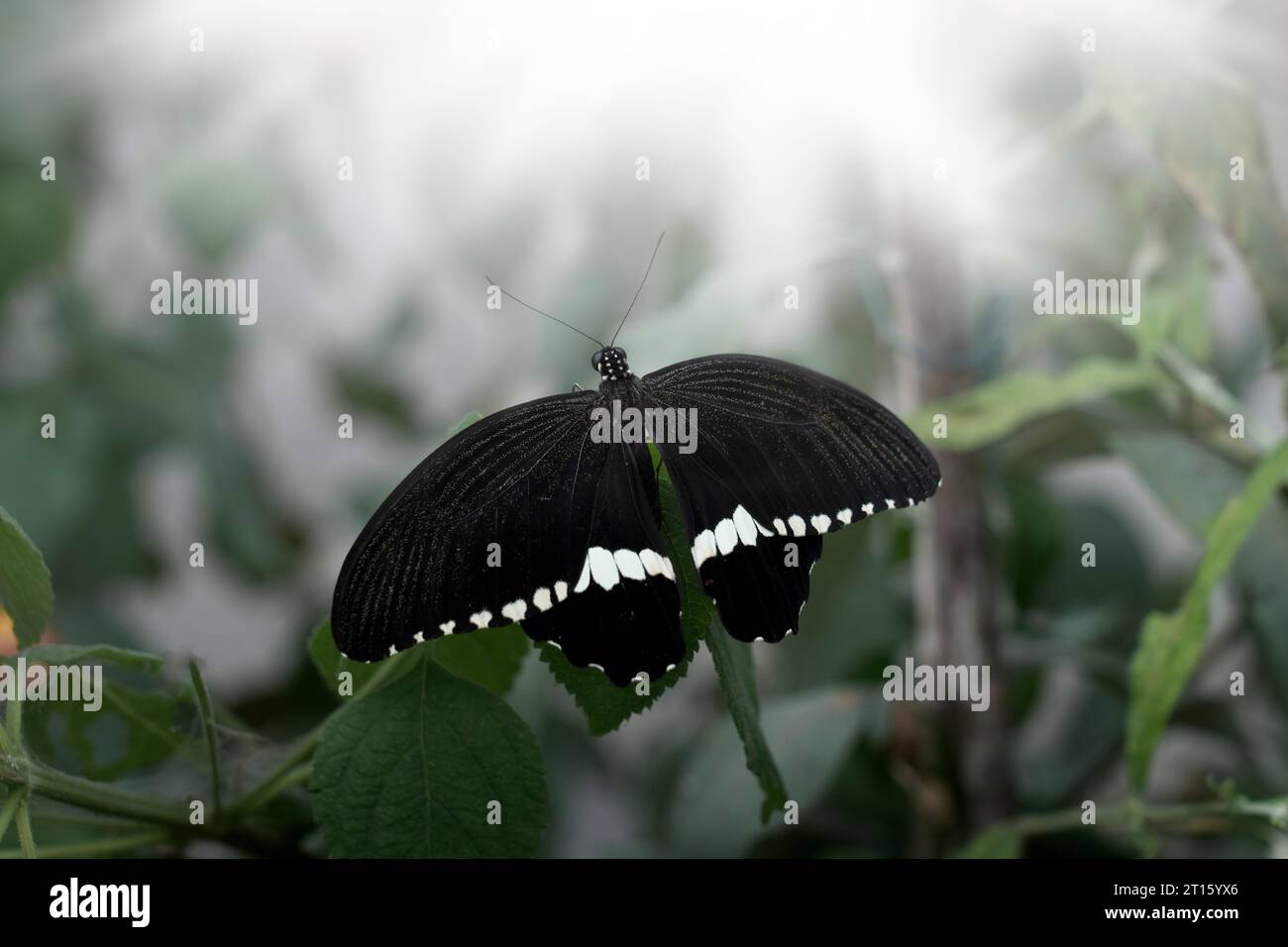 papillon noir avec des rayures blanches reposant sur une branche et des rayons de soleil Banque D'Images