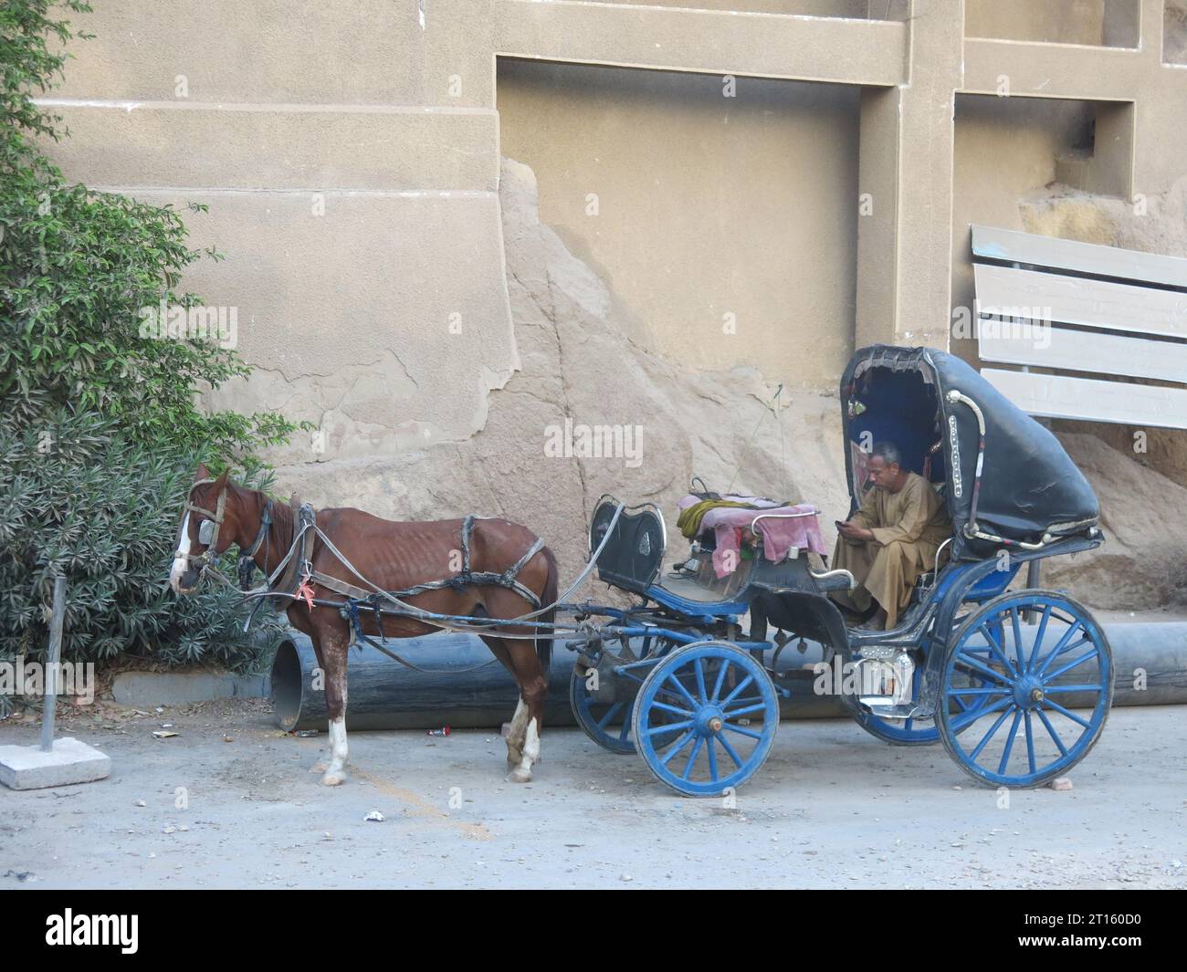 Une ancienne forme de transport dans l'Egypte moderne : un homme égyptien, avec un téléphone portable à portée de main, est assis dans son chariot tiré par un cheval mal nourri. Banque D'Images Une ancienne forme de transport dans l'Egypte moderne : un homme égyptien, avec un téléphone portable à portée de main, est assis dans son chariot tiré par un cheval mal nourri. Banque D'Images