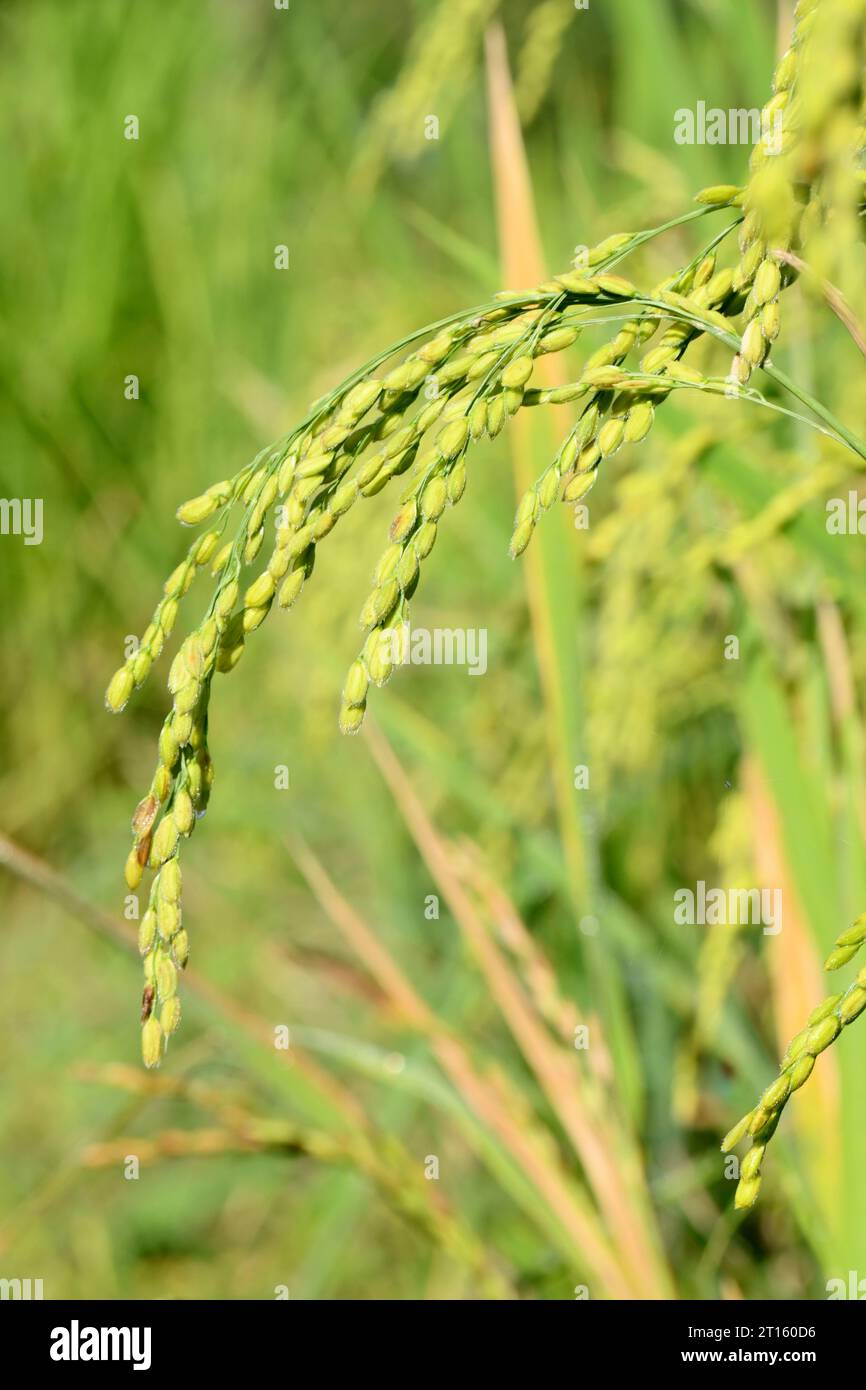 gros plan le bouquet mûr grain de paddy vert jaune poussant avec la plante dans la ferme soft focus fond jaune vert naturel. Banque D'Images