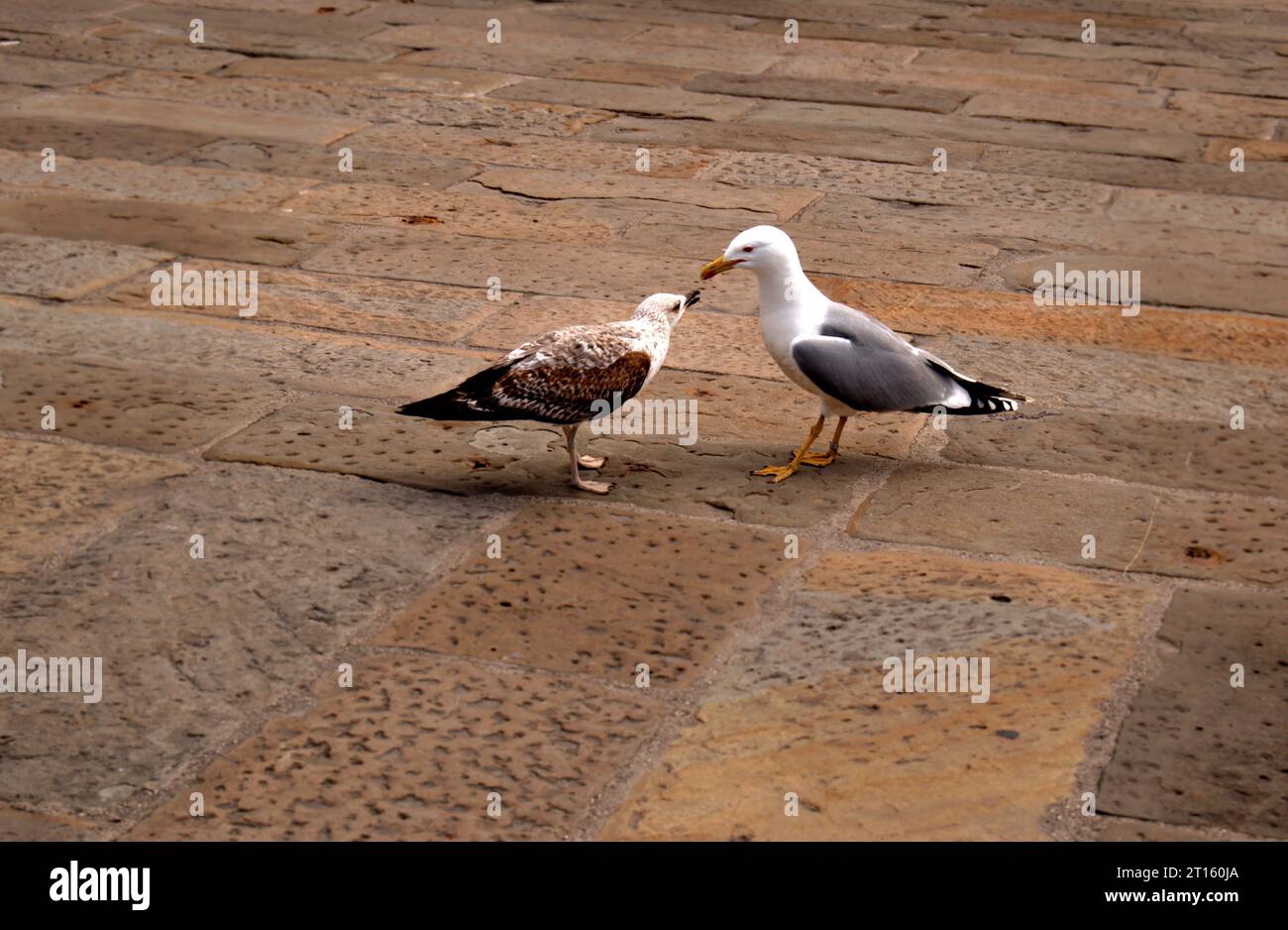 L'amour des oiseaux Banque D'Images