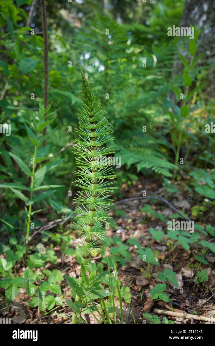 Un Equisetum hyemale. Elle est aussi connue sous le nom de Horsetail. Banque D'Images