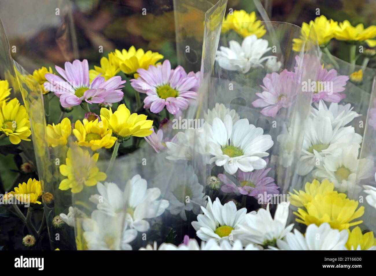 Arrière dans Plastikverpackung Astn zur Blütezeit zur Pflanzung, die in transparent umweltschädlicher Kunststofffolie verpackt wurden. *** Asters dans des emballages en plastique asters au moment de la floraison pour la plantation, qui ont été emballés dans un film plastique transparent nocif pour l'environnement crédit : Imago/Alamy Live News Banque D'Images