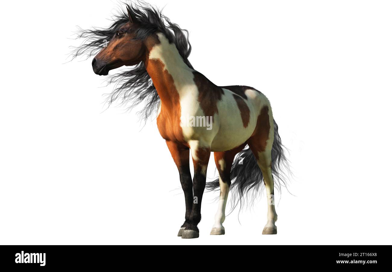 Un cheval pinto est celui qui a une couleur de pelage caractérisée par de grandes taches de blanc et une autre couleur, généralement noire ou brune. Banque D'Images