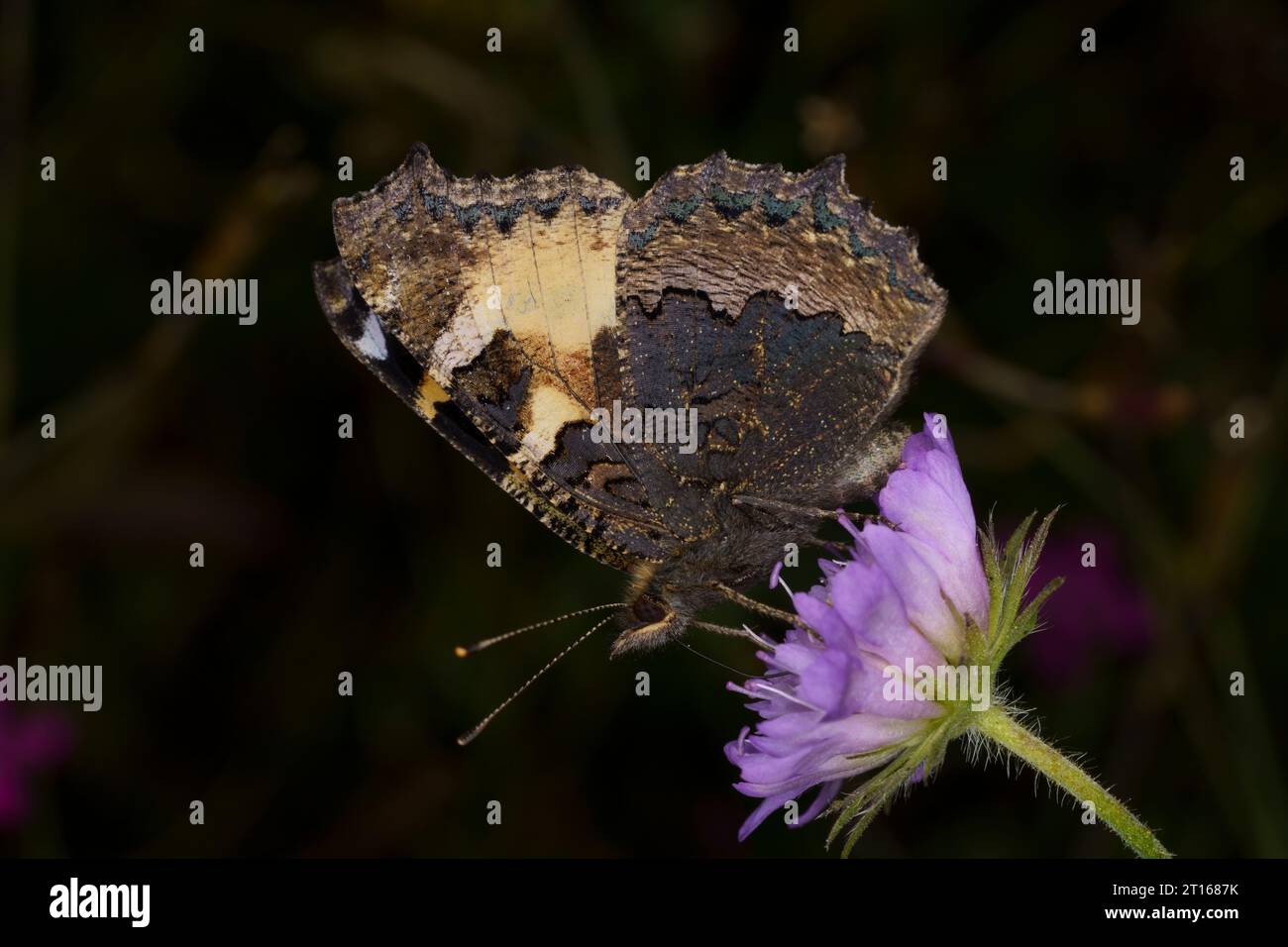Aglais urticae famille Nymphalidae genre aglais petit papillon écaille de tortue nature sauvage photographie d'insectes, image, papier peint Banque D'Images