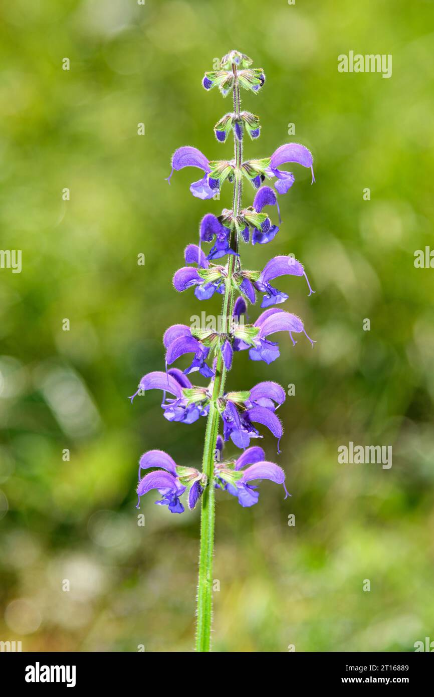 Fleur de sauge de prairie (Salvia pratensis) sur fond vert flou Banque D'Images