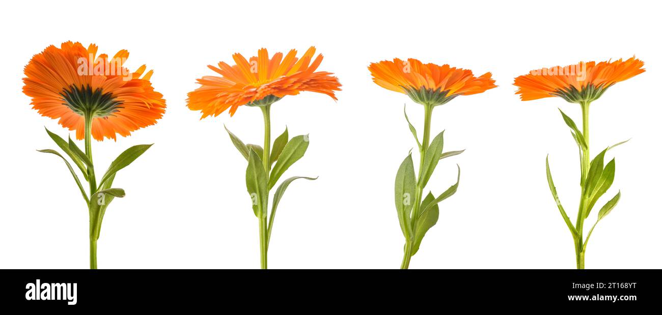 Ensemble de fleurs de souci isolé sur blanc Banque D'Images