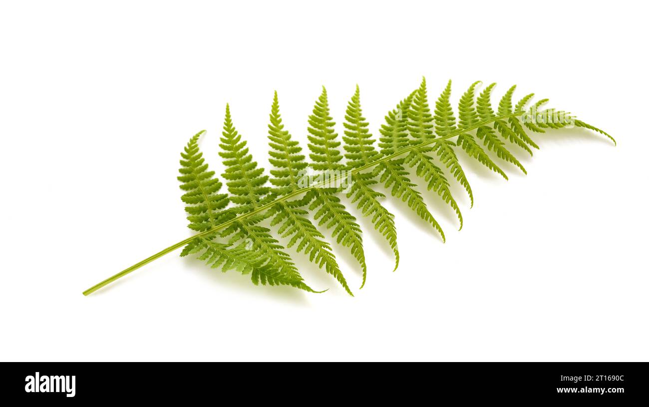 Plante de fougère fraîche isolée sur fond blanc Banque D'Images Plante de fougère fraîche isolée sur fond blanc Banque D'Images