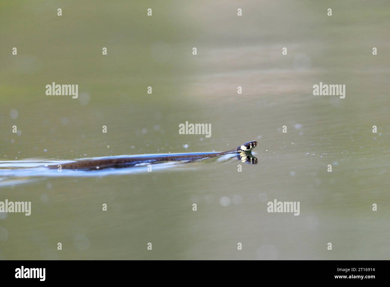 Serpent graminé (Natrix natrix) nageant dans l'eau de la rivière Peene, Naturpark Flusslandschaft Peenetal, Mecklembourg-Poméranie occidentale, Allemagne Banque D'Images