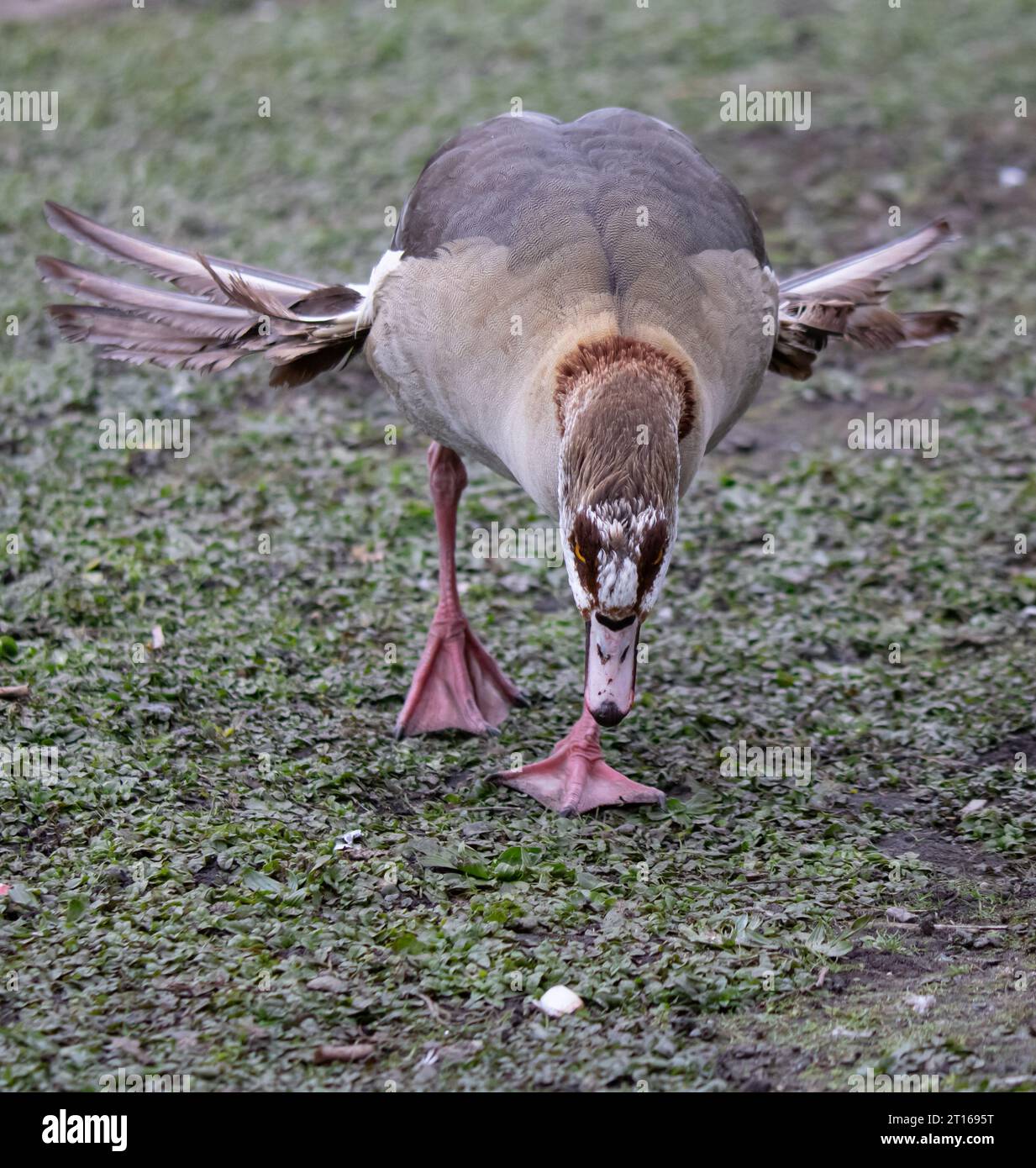 OIE avec des ailes déformées à cause de manger trop de pain comme un oisillon marchant vers la caméra Banque D'Images