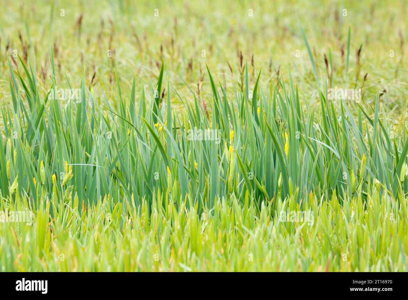 Fleurs de l'iris, habitat de reproduction pour espèces d'oiseaux rares, Parc naturel de paysage de la rivière Peene, Mecklembourg-Poméranie occidentale, Allemagne Banque D'Images