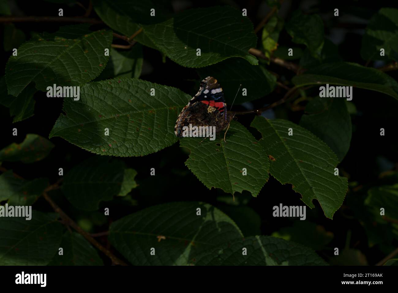 Vanessa atalanta famille Nymphalidae Genus Vanessa Rouge Admiral papillon nature sauvage photographie d'insectes, image, papier peint Banque D'Images