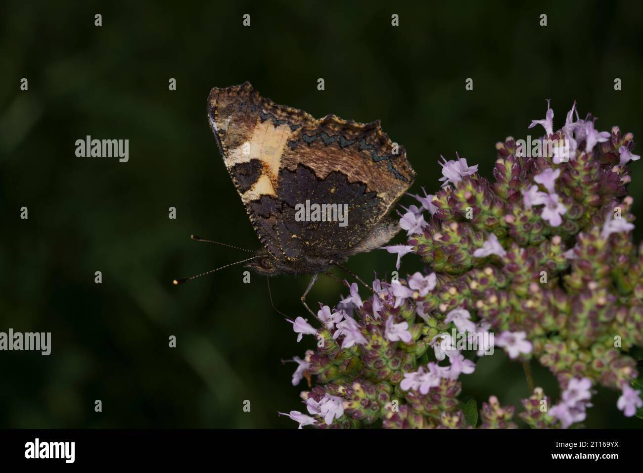 Aglais urticae famille Nymphalidae genre aglais petit papillon écaille de tortue nature sauvage photographie d'insectes, image, papier peint Banque D'Images