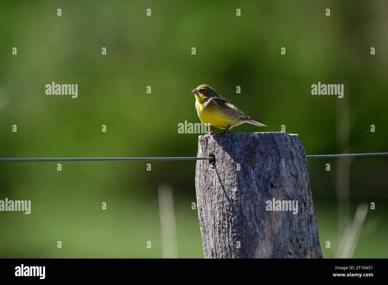 fingeron safran , province de la Pampa, Patagonie, Argentine. Banque D'Images