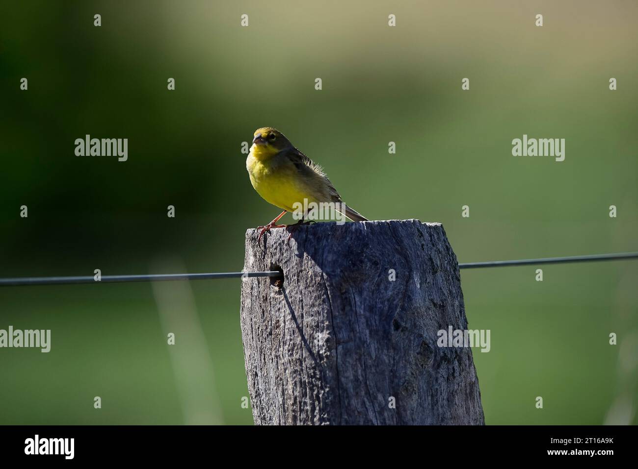fingeron safran , province de la Pampa, Patagonie, Argentine. Banque D'Images
