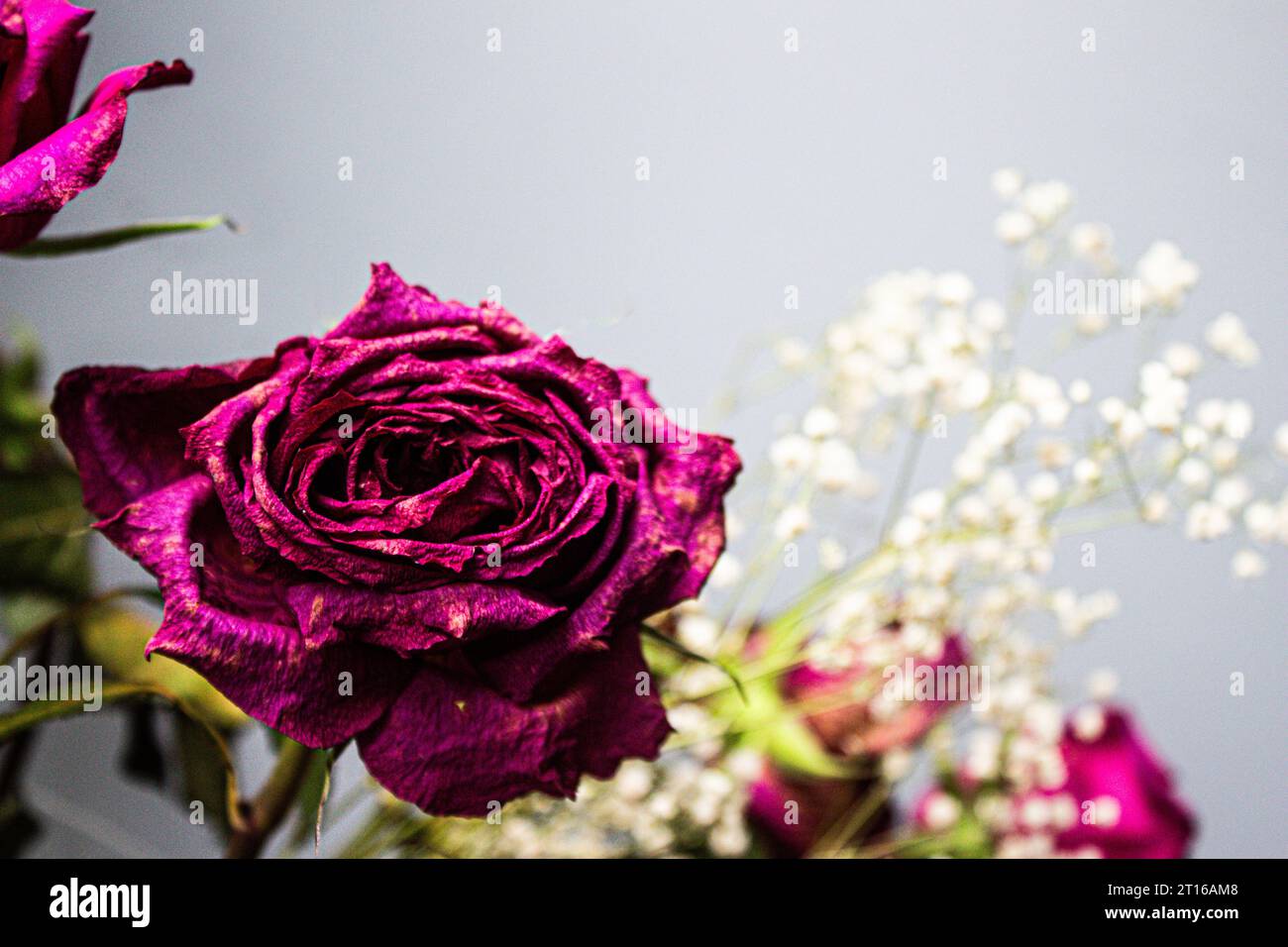 Rose violette fanée sur un fond gris, gros plan Banque D'Images