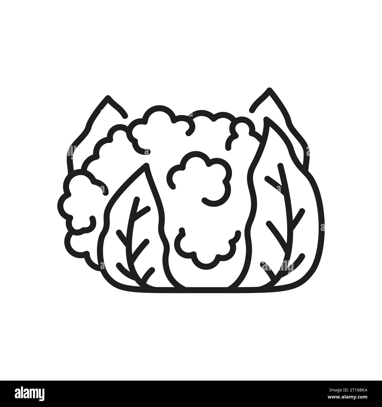Icône de ligne fine de nourriture végétalisée de chou de chou-fleur. Vecteur Brassica oleracea tête avec des feuilles. Chou-fleur blanc, nourriture végétarienne, légume sain Illustration de Vecteur