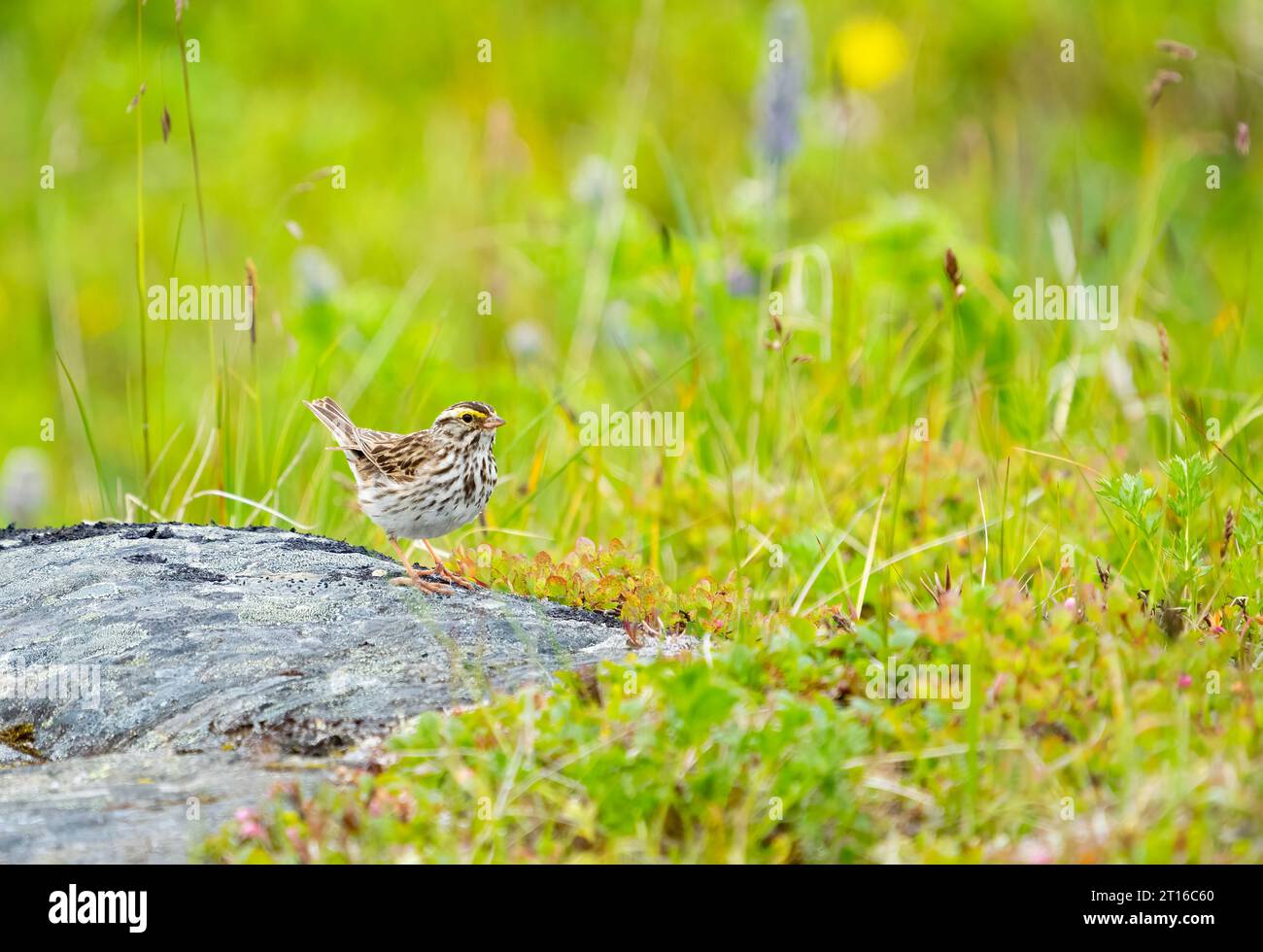 Savannah Sparrow perché sur un rocher dans une prairie alpine dans le sud de l'Alaska. Banque D'Images