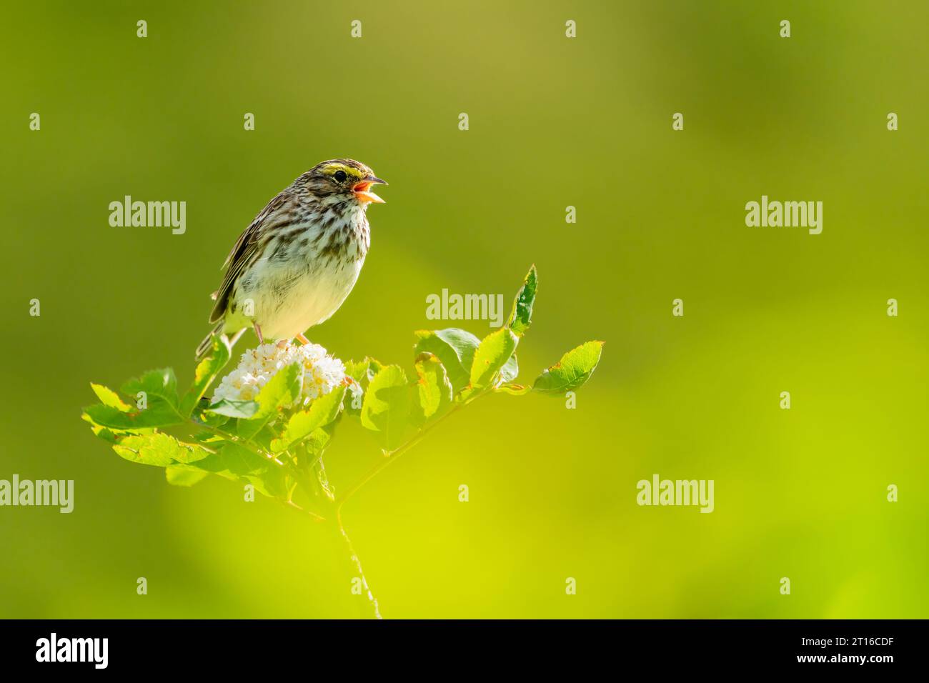 Savannah Sparrow perché sur un arbre dans le sud de l'Alaska. Banque D'Images