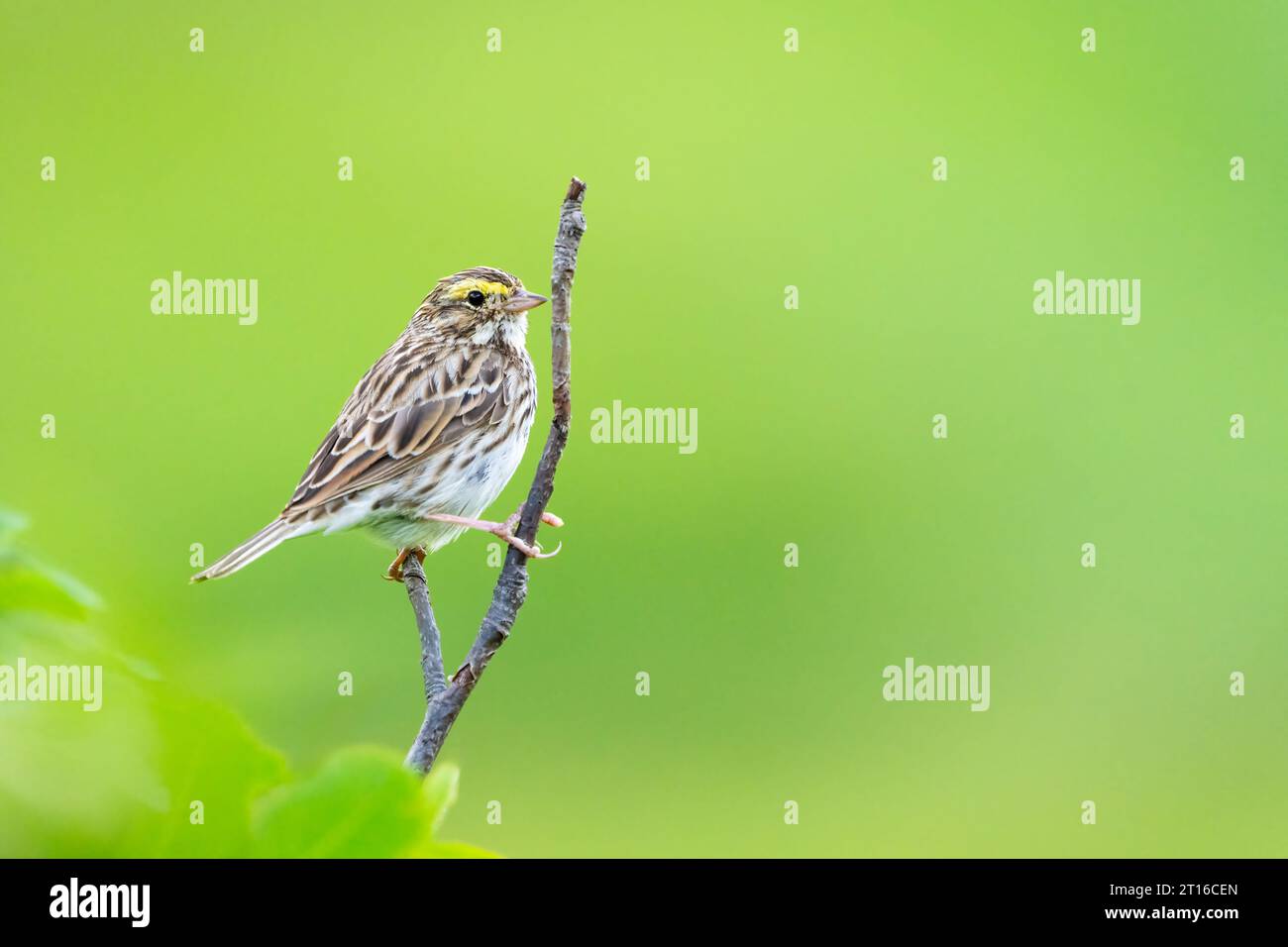 Savannah Sparrow perché sur un arbre dans le sud de l'Alaska. Banque D'Images