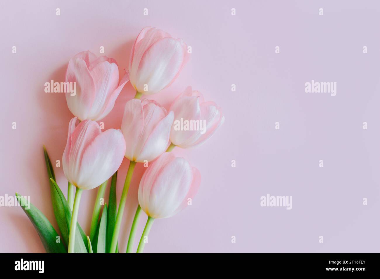 Beau bouquet de fleurs de tulipe pastel rose sur un fond rose. Placer pour le texte. Banque D'Images