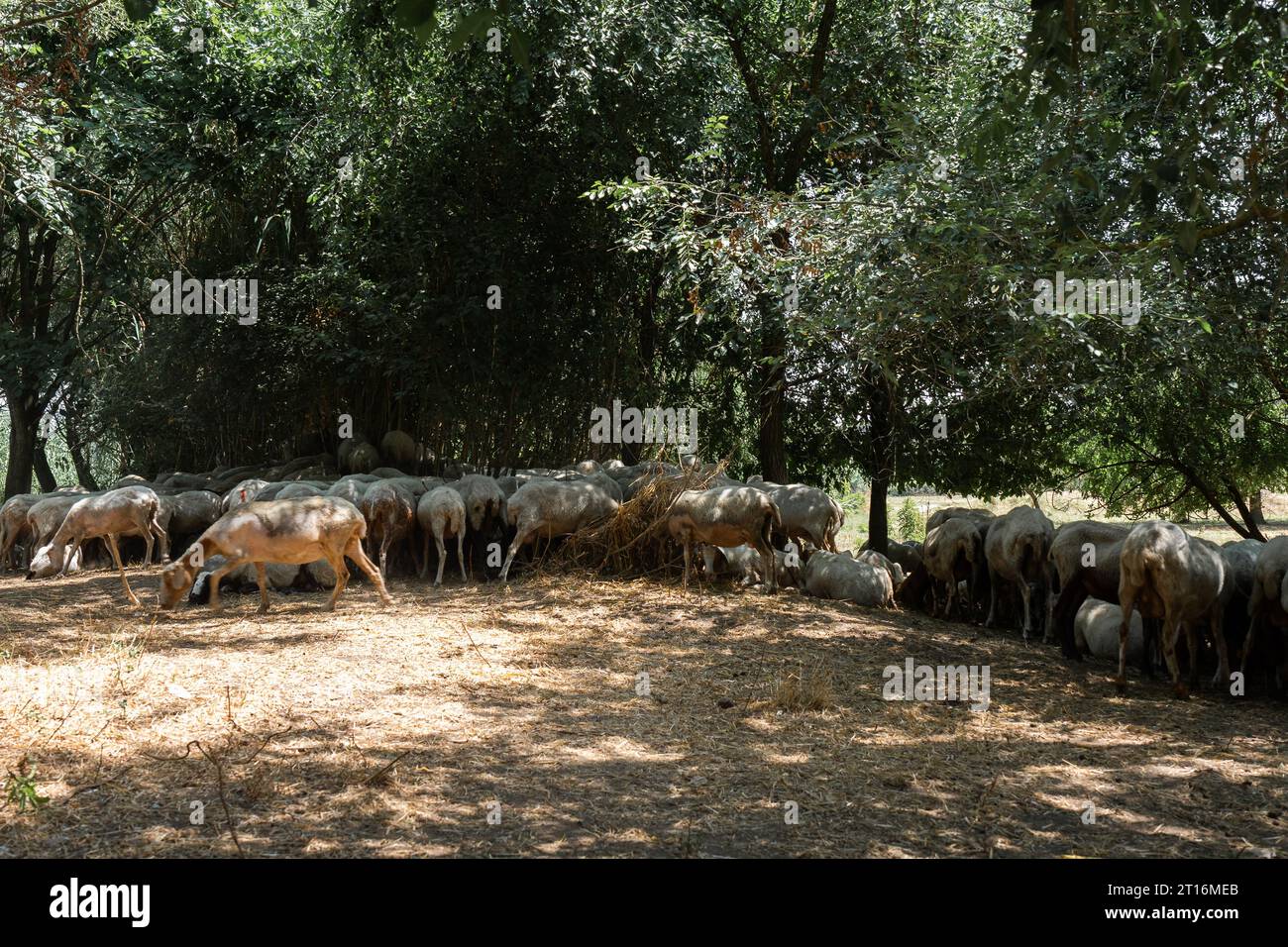 Troupeau ou troupeau de moutons se cachant du soleil sous les arbres à l'ombre Banque D'Images