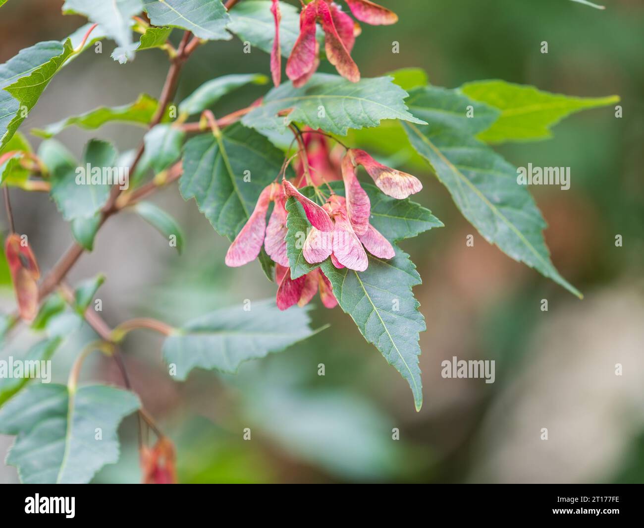 Amur Maple ou Acer ginnala feuilles de lumière d'automne avec fond bokeh, foyer sélectif, DOF peu profond. Gros plan des feuilles d'érable rouge amur Banque D'Images