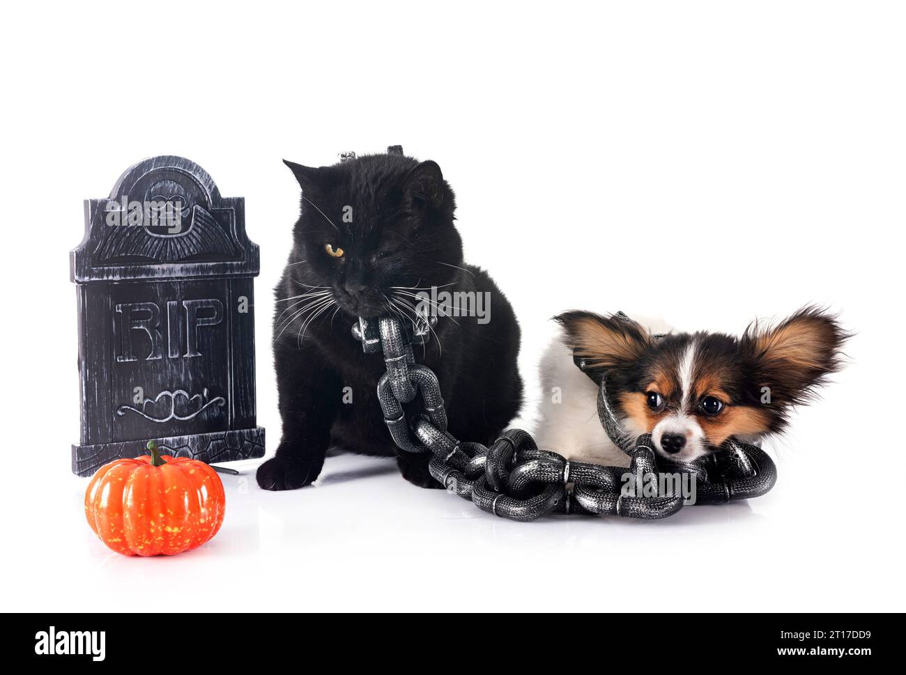 chiot papillon chien et chat devant fond blanc Banque D'Images