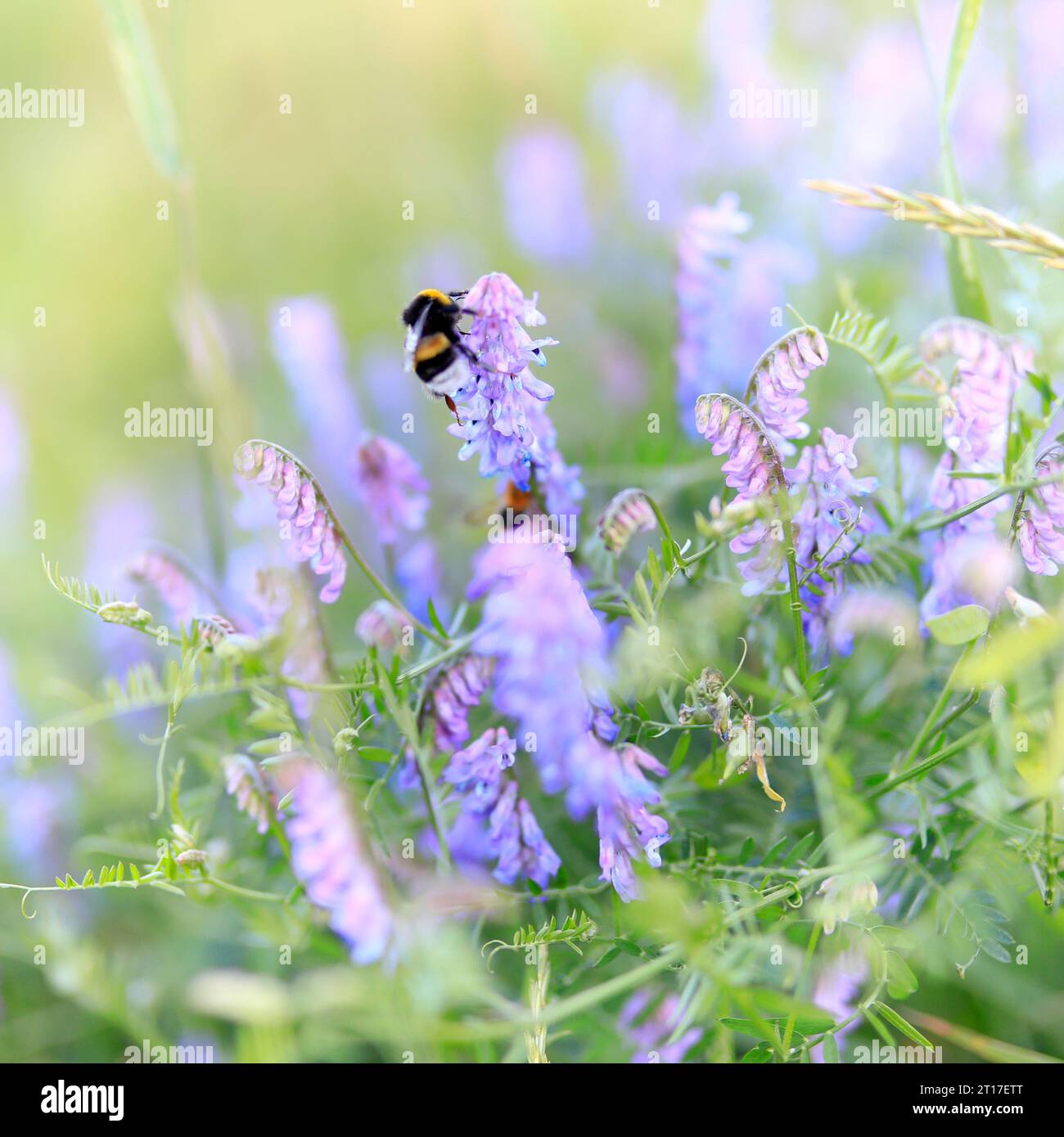 Gros plan de fleurs en fleurs avec bourdon, lumineux et positiv Banque D'Images Gros plan de fleurs en fleurs avec bourdon, lumineux et positiv Banque D'Images