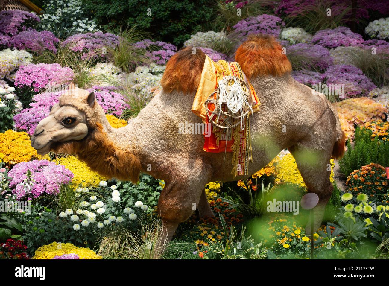 Un gros plan de chameau de Mongolie trempé dans un éventail de beaux chrysanthèmes dans leur splendeur colorée, un véritable trésor de jardin. Singapour. Banque D'Images